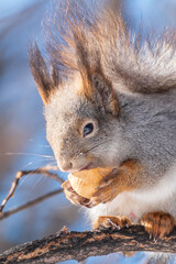 Obraz premium The squirrel with nut sits on tree in the winter or late autumn