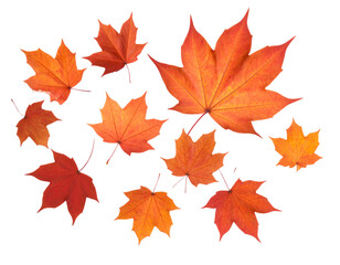 Floating Maple Leaves Scatter Set, Soft Autumn Breeze Motion, Transparent Background