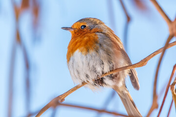 Naklejka premium Cute bird the European Robin, Erithacus rubecula. sitting on the tree branch in winter.