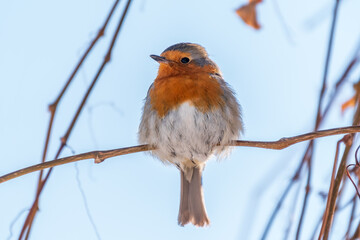 Cute bird the European Robin, Erithacus rubecula. sitting on the tree branch in winter.
