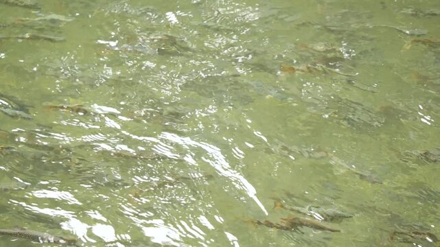 清流沿いのヤマメの釣り堀
