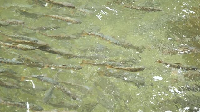 清流沿いのヤマメの釣り堀