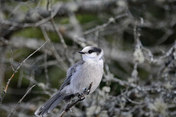 Canada Jay (also known as a Gray Jay or Whiskey Jack) perched on a tree branch in Algonquin Park, Ontario, Canada.