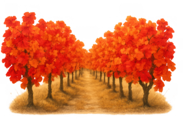 Autumn tree lined path in park or forest showing vibrant fall foliage with red and orange leaves on transparent background