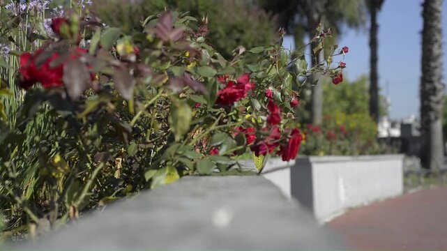 Rosas rojas al viento en cantero de un parque 
