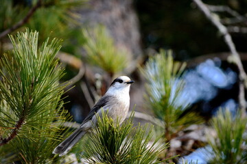 Canada Jay (also known as a Gray Jay or Whiskey Jack) perched on a tree branch in Algonquin Park, Ontario, Canada.