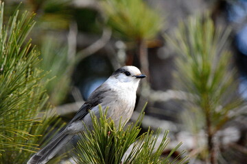 Canada Jay (also known as a Gray Jay or Whiskey Jack) perched on a tree branch in Algonquin Park, Ontario, Canada.