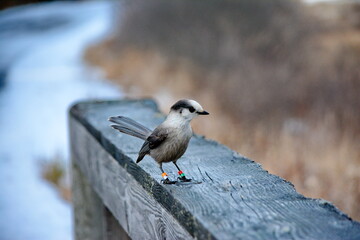Canada Jay (also known as a Gray Jay or Whiskey Jack) perched on a tree branch in Algonquin Park, Ontario, Canada.