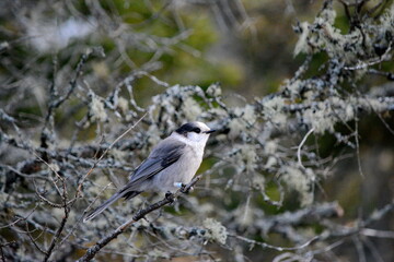 Canada Jay (also known as a Gray Jay or Whiskey Jack) perched on a tree branch in Algonquin Park, Ontario, Canada.