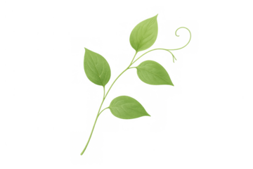 Green vine sprout with fresh leaves and curling tendril, growing plant with transparent background