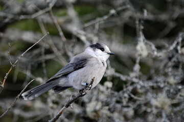 Canada Jay (also known as a Gray Jay or Whiskey Jack) perched on a tree branch in Algonquin Park, Ontario, Canada.