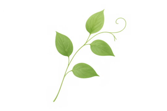 Green vine sprout with fresh leaves and curling tendril, growing plant with transparent background