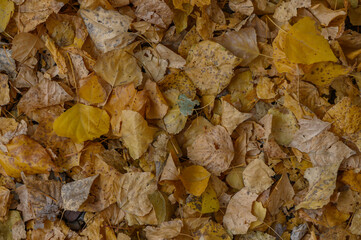 Pile of Fallen Autumn Leaves on Ground
