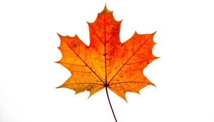 Obraz premium Autumn maple leaf in vibrant hues of orange and yellow, set against a pristine white background