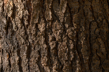 Tree Bark Close-Up with Texture