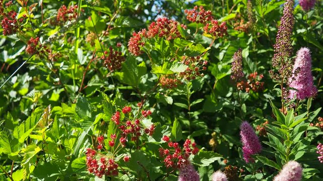 Viburnum, flowering plant in moschatel family, Adoxaceae or Viburnaceae, previously included in honeysuckle Caprifoliaceae. Ripening red berries, edible fruits. Green leaves dangle in wind. Karelia