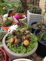 Stunning white cactus flower blooms in a pot surrounded by vibrant green succulents, perfect for botanical designs and nature-inspired projects