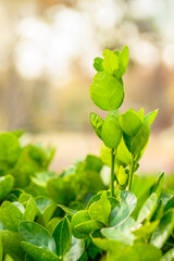 가을 들판 아직 초록색으로 자라고 있는 풀잎 