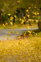 가을 공원 들판에 떨어지고 있는 은행나뭇잎들 