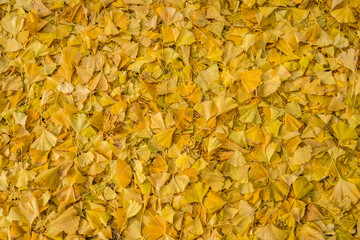 가을 공원 길에 떨어져 있는 노란색 은행나무잎들 