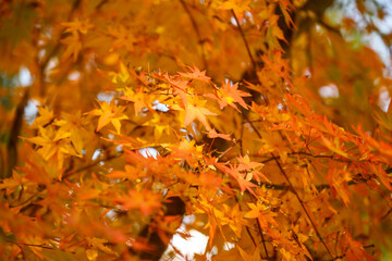가을 공원 붉게 물든 단풍나무 풍경 