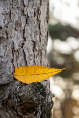 나무에 떨어져 있는 노란색 나뭇잎 