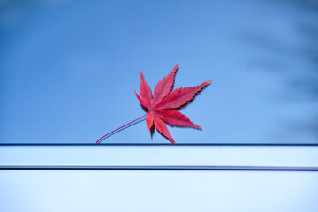 자동차 유리창에 앉은 붉은색 단풍잎 