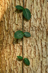 가을 들판 나무를 타고 자라는 넝쿨 