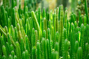 길고 가느다란 녹색의 선인장들의 풍경 