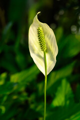 가을 들판의 풀잎과 꽃 클로즈업 사진 