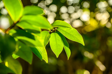 가을 들판의 초록색 나뭇잎 클로즈업 사진 
