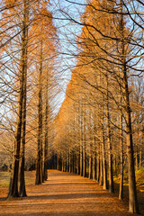 갈색으로 물든 가을의 공원 풍경 