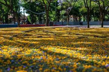 Suelo de parque urbano con alfombra de flores amarillas de acacia