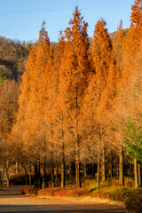 갈색으로 물든 가을의 공원 풍경 