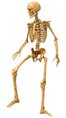 3D Rendering Human Skeleton on White