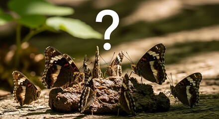 Butterflies gather on a moist surface for nutrients.