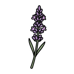 Obraz premium Delicate lavender sprig with outlined petals, a touch of rustic charm for your designs or springtime promotions with this simple, stylized flower