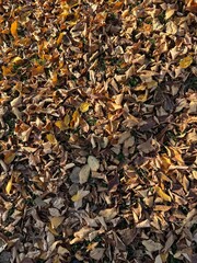 Fallen colorful maple leaves on ground in autumn city park. Withered colorful tree leaves lying on the earth in autumn . Carpet of autumn leaves . Fallen Brown Leaves on Autumn Ground .