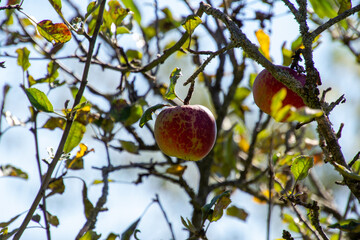 Orchard with ripe fruits in the apple tree