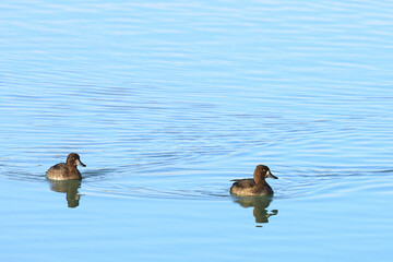 Greater scaup with Tufted ducks, wintering birds in Southern Europe