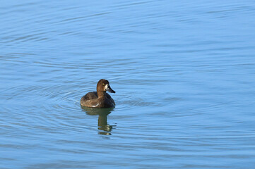 Greater scaup with Tufted ducks, wintering birds in Southern Europe