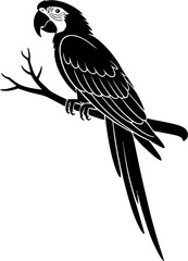 Black parrot perched on branch bird