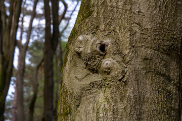 Paraidolia is seeing faces in trees