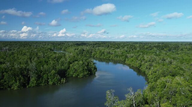 Aerial footage of a rainforest in Papua, Indonesia. A natural landscape featuring green trees and a beautiful backdrop of mangroves and rivers amidst the tropical rainforest.