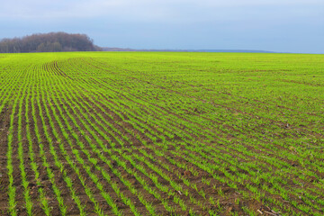 Green sprouts of winter wheat seedlings in farm field