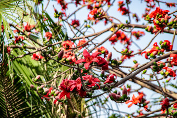 Fototapeta premium Red Silk Cotton flower _ Bombax Ceiba _ Shimul ful _ Ahmed Opu Photography 44