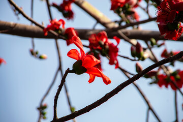 Red Silk Cotton flower _ Bombax Ceiba _ Shimul ful _ Ahmed Opu Photography 45