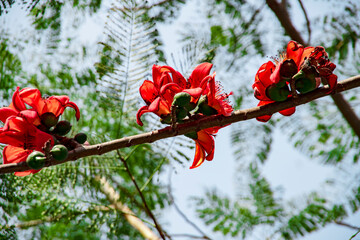Red Silk Cotton flower _ Bombax Ceiba _ Shimul ful _ Ahmed Opu Photography 71