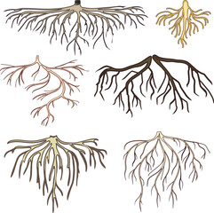 Fototapeta premium Set of roots isolated on white background 