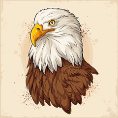Hand drawn American bald eagle head illustration with sharp details, expressive eyes, and textured feathers